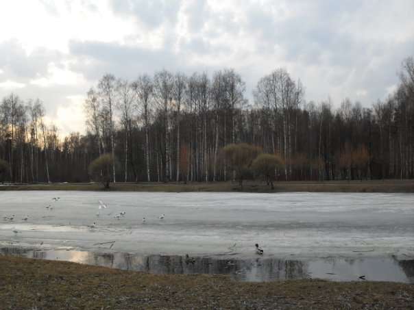 Парк сосновка старые